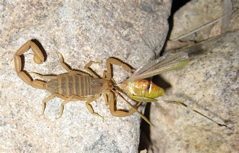 Scorpion Eating a Grasshopper - Sonoran Desert Museum | Scorpion, Reptile snakes, Sonoran desert