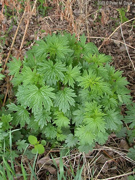 Leonurus cardiaca (Motherwort): Minnesota Wildflowers