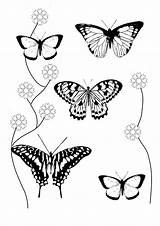 Butterfly Coloring Pages sketch template