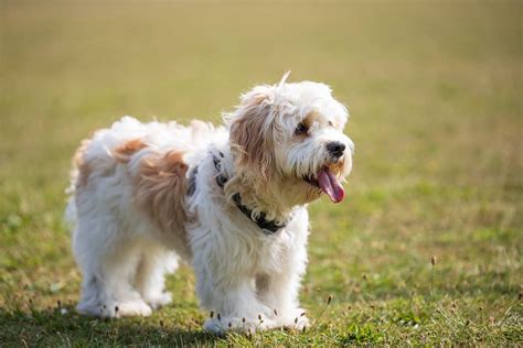 Cavachon: Dog breed characteristics & care