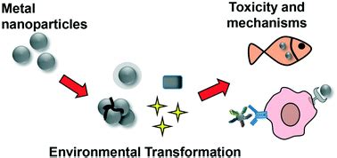 The effects and the potential mechanism of environmental transformation of metal nanoparticles ...