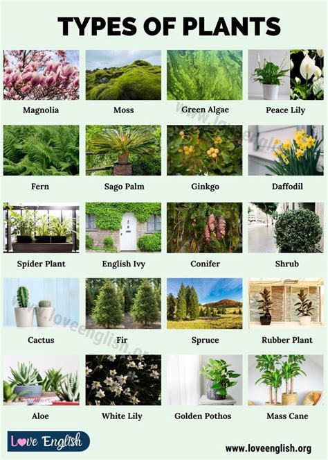 Types of Plants: 20 Different Types of Plants in English - Love English | Plants, Plants ...