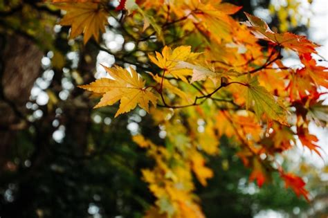 Premium Photo | A tree branch with autumn leaves in the fall.