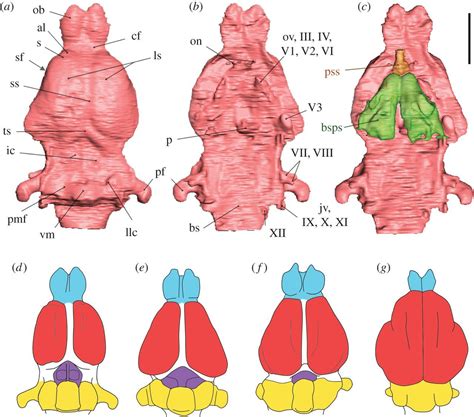 Endocranial morphology of Plesiadapis | Proceedings of the Royal Society of London B: Biological ...