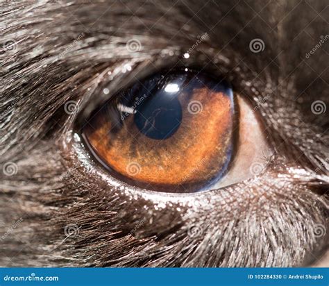 Eye dog. close-up stock photo. Image of face, breed - 102284330