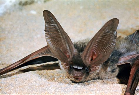 Long-eared bat | Echolocation, Nocturnal, Insectivorous | Britannica