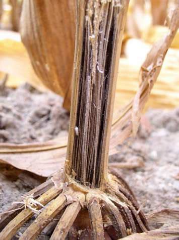 Common Stalk Rots of Corn | Pioneer Seeds