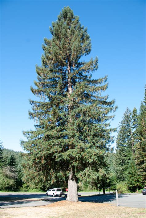 Picea sitchensis (Sitka spruce)