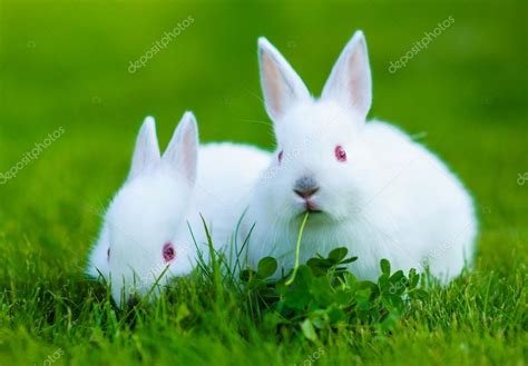 Baby White Rabbit Pictures