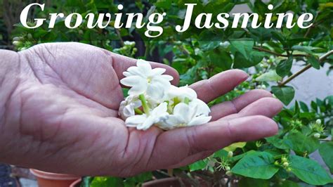 All About Jasmine