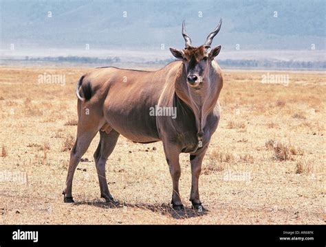 Antilope mâle Éland du cratère du Ngorongoro Tanzanie Afrique de l'Est ...