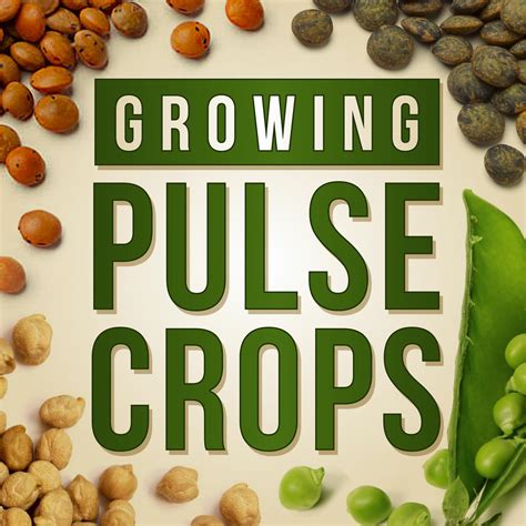 Growing Pulse Crops (podcast) - Pulse Crops Working Group | Listen Notes