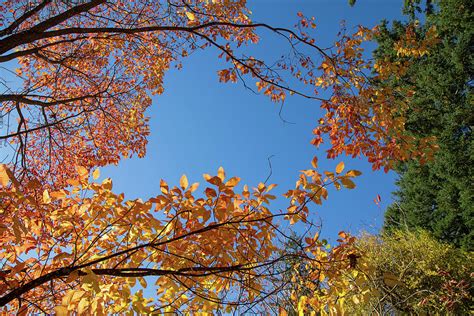 Fall colors in Hoyt Arboretum Photograph by Kunal Mehra - Fine Art America