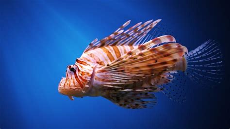 Scientists seek genetic answer to predatory nature of invasive lionfish