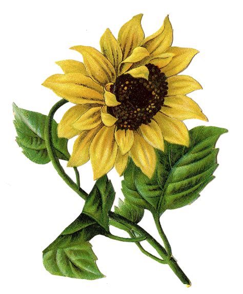 Sunflower Pencil Drawing | Free download on ClipArtMag