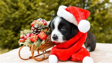 Blue Eyes Black Dog Puppy Is Wearing Santa Hat Standing Near Bamboo Sled HD Puppy Wallpapers ...