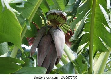 925 Musa acuminata flower Images, Stock Photos & Vectors | Shutterstock