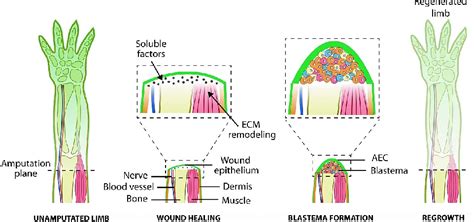 Figure 1 from Molecular mechanisms of salamander limb regeneration | Semantic Scholar