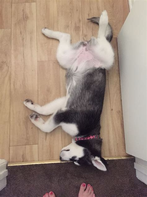 Cute husky puppy sleeping #husky | Sleeping puppies, Cute husky puppies, Cute husky