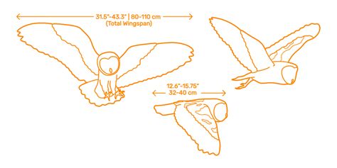 Barn Owl Wingspan