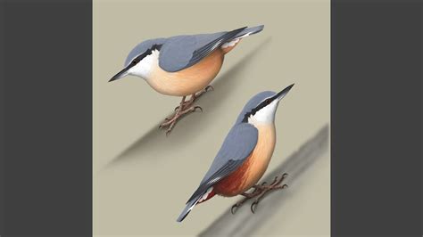 Bird sounds - Nuthatch - YouTube