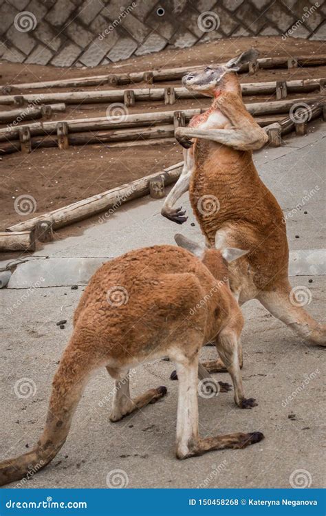 Red Australian Kangaroo Fighting Stock Photo - Image of kangaroo, head: 150458268