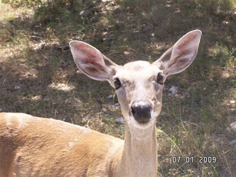 Deer at Beavers Bend | Wildlife photos, Beaver bend, Animals