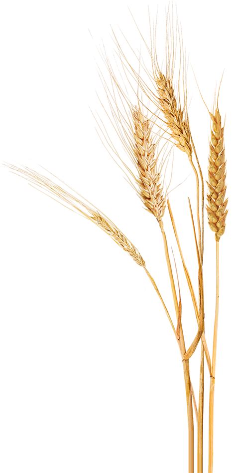 Wheat Stalks Png