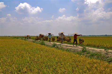 Automation in Bangladesh's agriculture