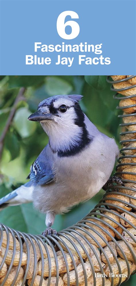 6 Fascinating Facts About Blue Jays | Blue jay bird, Blue jay, Blue jays