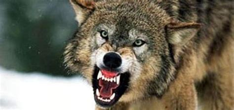 FIRST EVER GRAY WOLF ATTACK IN MINNESOTA–IS THIS THE FUTURE OF MONTANA? | Montana Hunting and ...