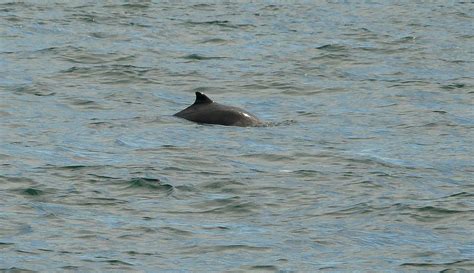 Harbour Porpoise – Salt Spring Conservancy