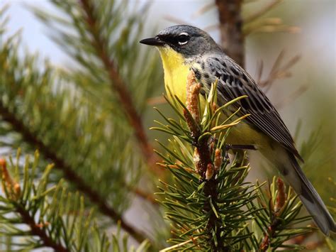 Kirtland’s warbler tours offer chance to see one of North America’s rarest songbirds - mlive.com