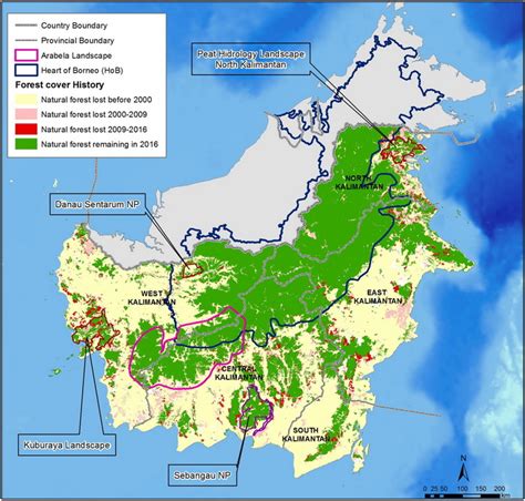 Kalimantan | Eyes On The Forest