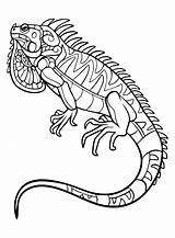 Iguana Coloring  Free Printable Pages sketch template