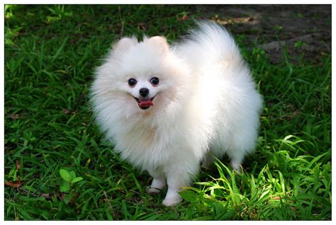 Sweet! | Pomeranian dog, Dog breeds, Dogs and puppies