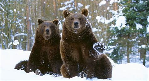 Winter, bears and danger: 3 popular myths about Siberia - Russia Beyond