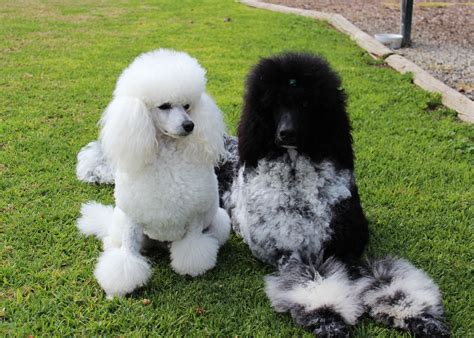 Standard Parti Poodle, Miniature white poodle. "Dolce & Gucci" my beautiful babies who love ...