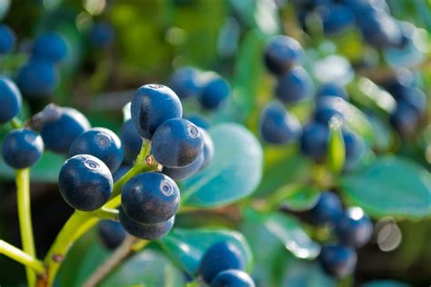 Japanese Blueberry Hedges: Year-Round Ornamental Beauties - Garden.eco