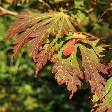 Acer japonicum 'Aconitifolium' leaves and seeds | at Cambo G… | Fiona Drummond | Flickr