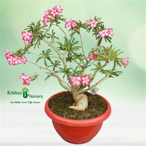 Adenium Bonsai Plant