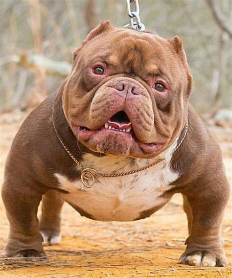 KingPinner BobbyGinnings | American bully, Animals, French bulldog