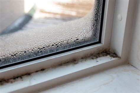 4 Signs That There Could Be Hidden Mold In Your Home