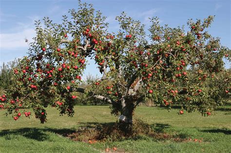 Malus x domestica ‘Red Delicious’ | J.C. Bakker & Sons Ltd.