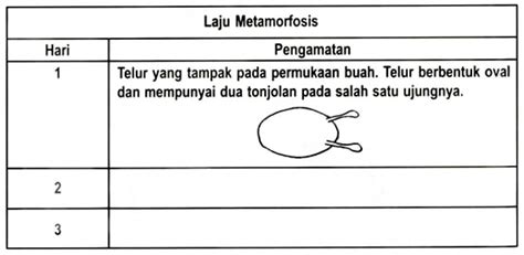 Cara Mengamati Daur Hidup Lalat Buah – aksiografi.com Sekolah Alam