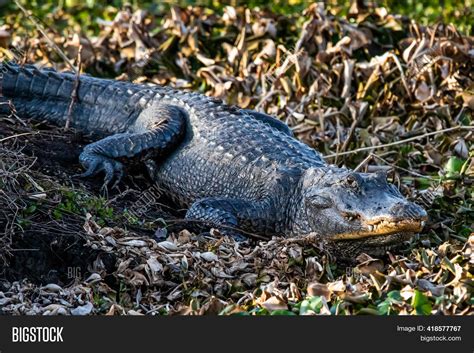 Large Alligator Laying Image & Photo (Free Trial) | Bigstock