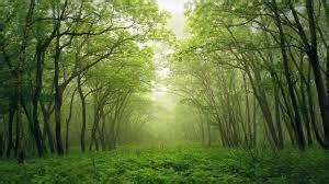 Importance of forest in Pakistan - The Educationist