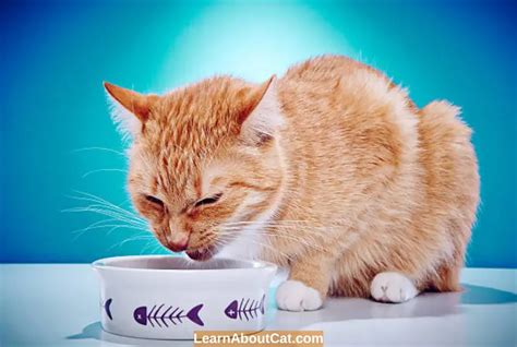 Why Is My Cat Throwing Up Bile for Days? Causes And Treatment - LearnAboutCat