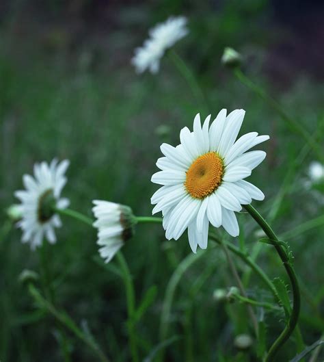 Wild Daisy Photograph by David Lamb - Pixels