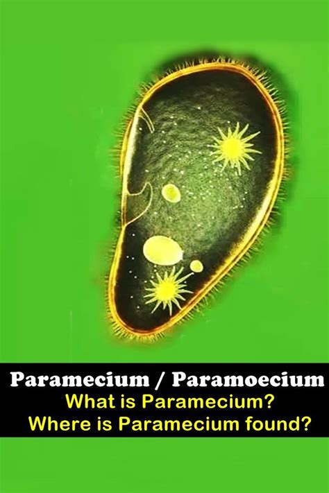 What is Paramecium - Where is Paramecium found?